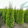 Thuja Brabant