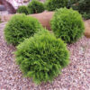 thuja-woodwardii Thuja Woodwardii