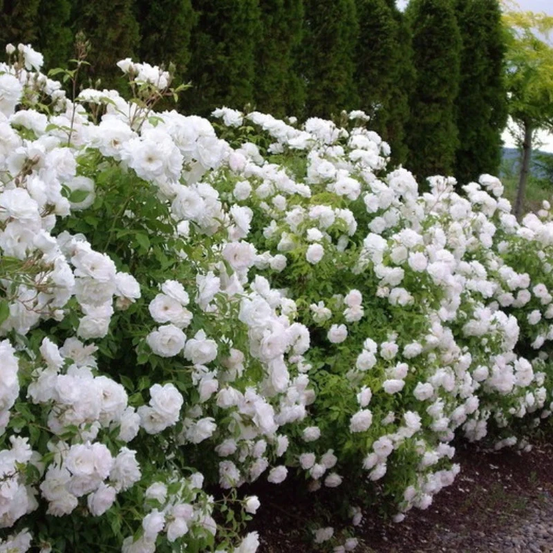 trandafiri-bordura Trandafiri de bordură