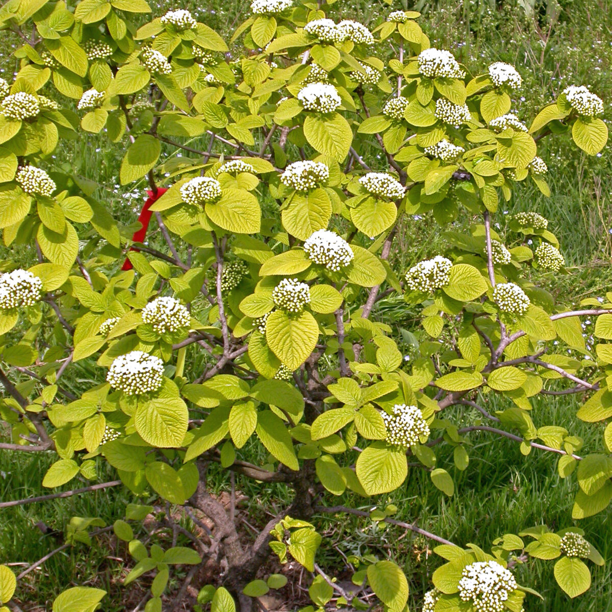 viburnum-lantana-aureum Viburnum lantana Aureum
