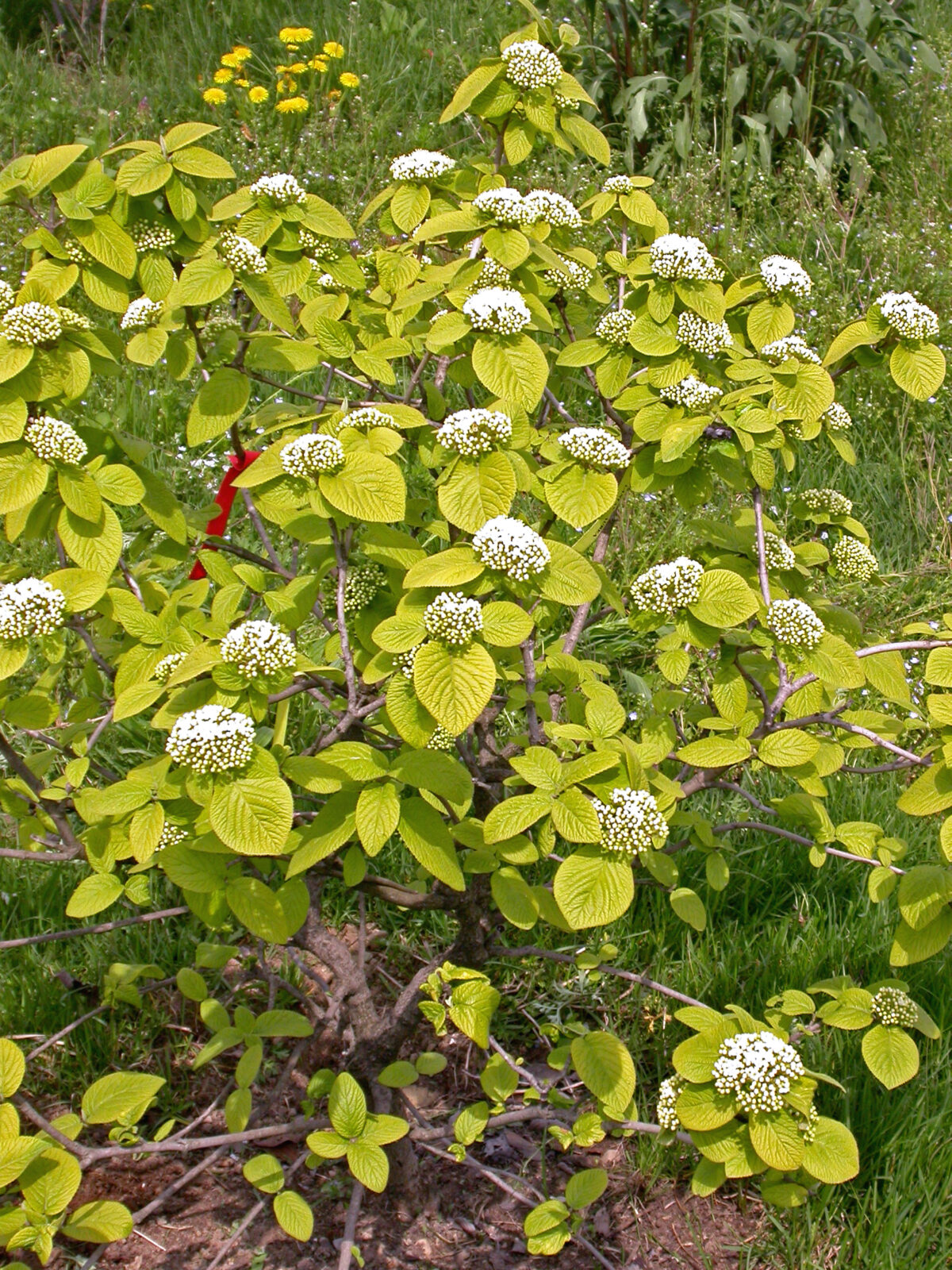 viburnum-lantana-aureum Viburnum lantana Aureum