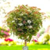 viburnum-tinus-fusto Viburnum Tinus pe picior