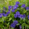 Vinca Minor
