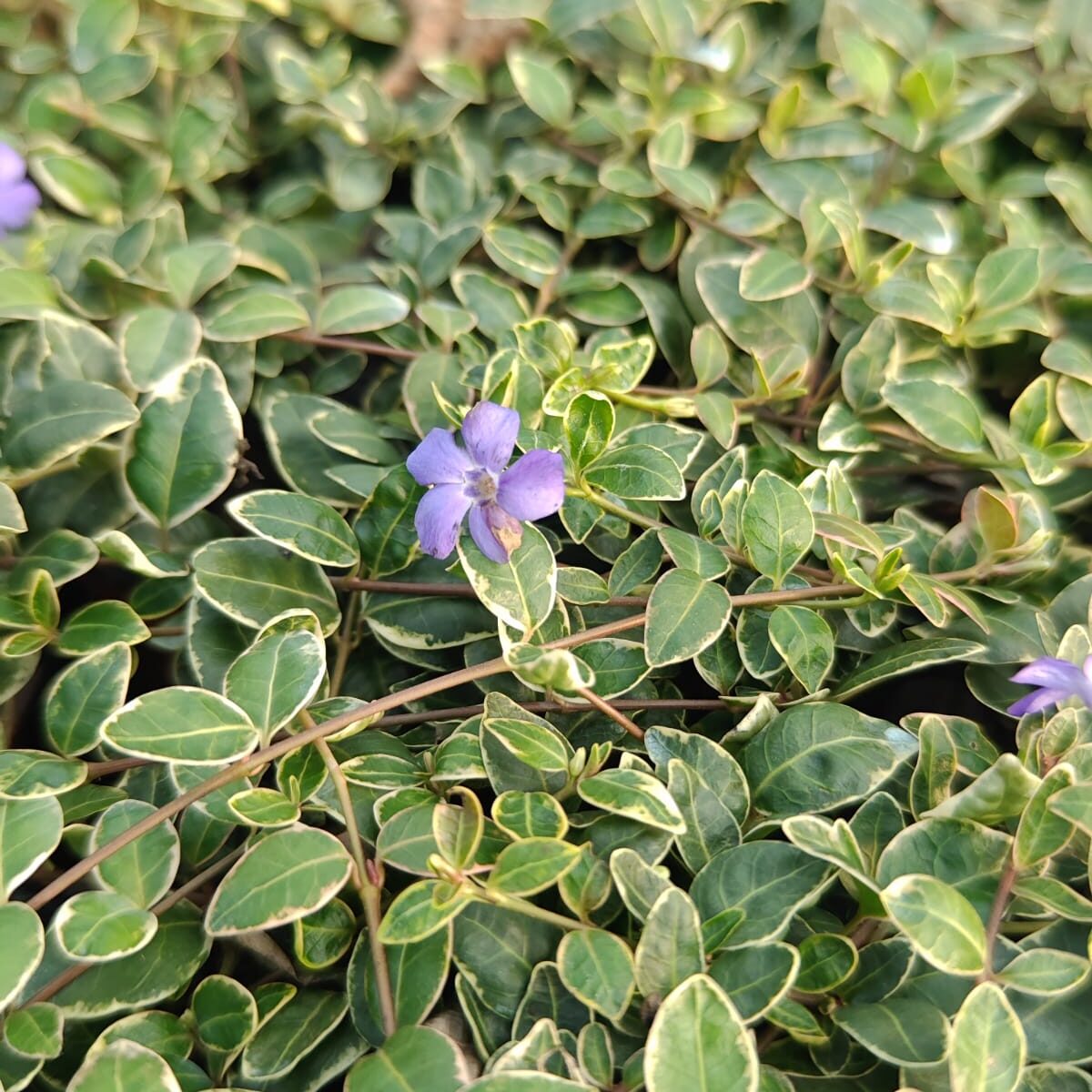 vinca-minor-variegata-03 Vinca minor Variegata