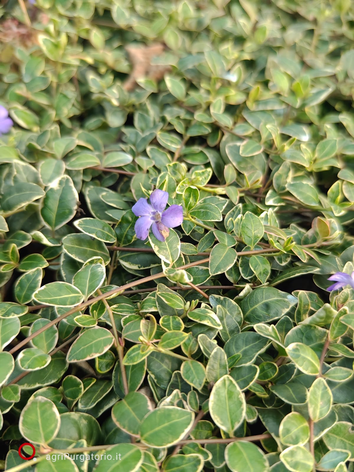 vinca-minor-variegata-03 Vinca minor Variegata