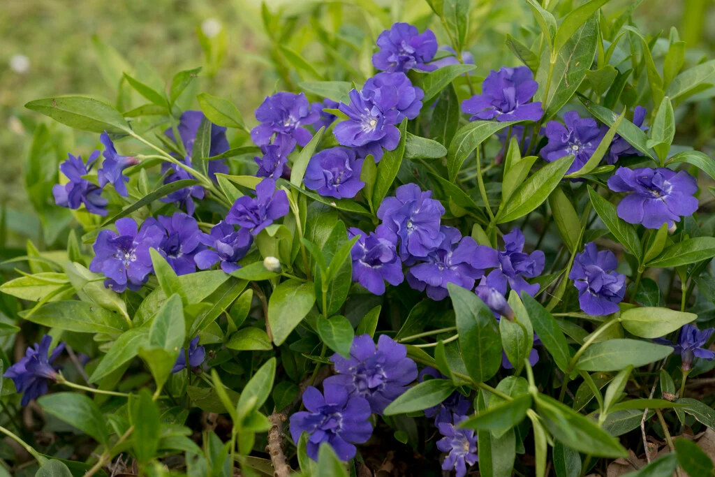 vinca-minor Vinca Minor