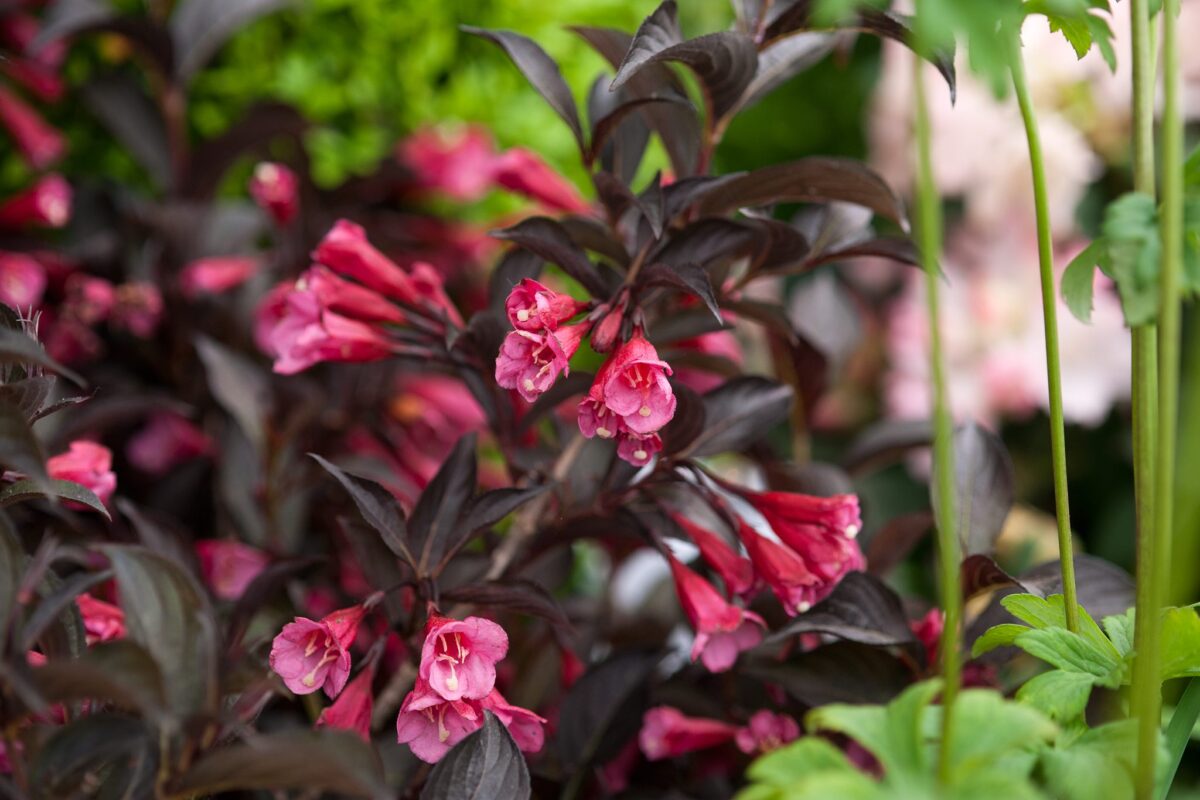 weigela-alexandra-01 Weigela Alexandra