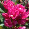 Weigela Big Love