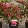 Weigela Big Love