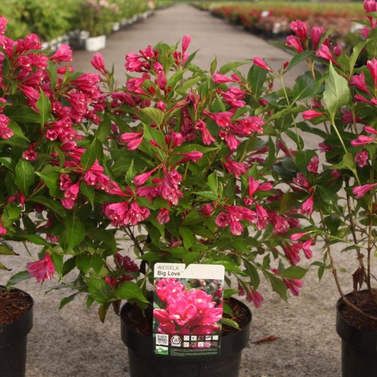 weigela-big-love Weigela Big Love