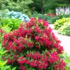 Weigela Cherry Love