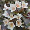 Weigela Ebony and Ivory