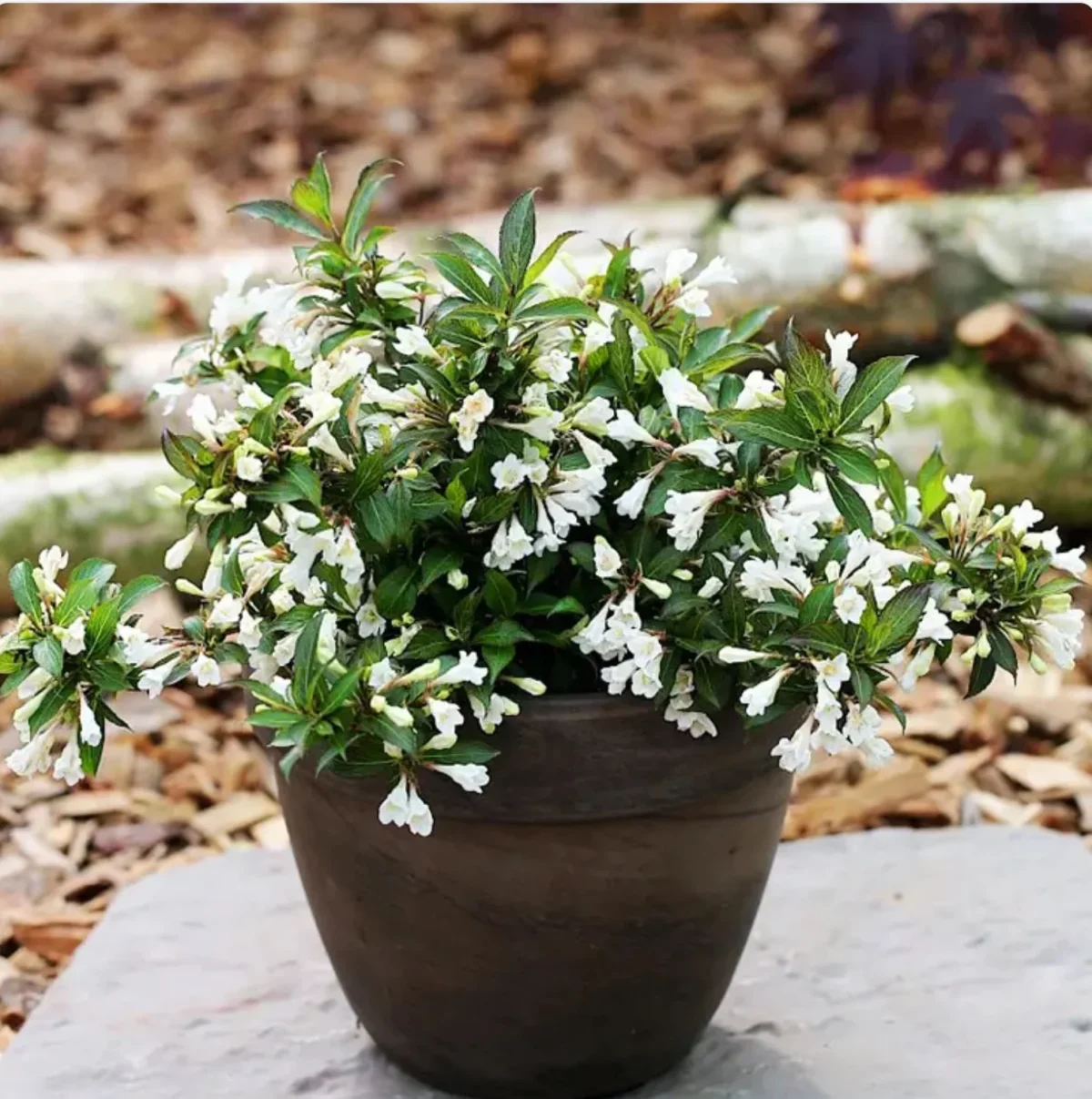 Weigela Ebony and Ivory