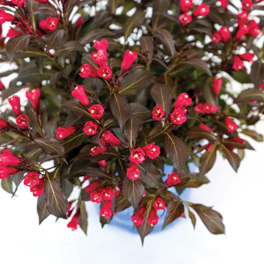 weigela-electric-love Weigela Electric Love