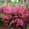 Weigela Florida