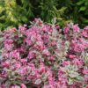 Weigela Monet