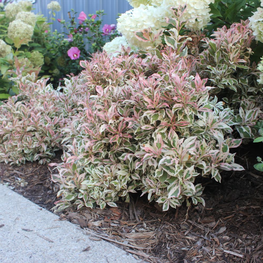 weigela-monet Weigela Monet