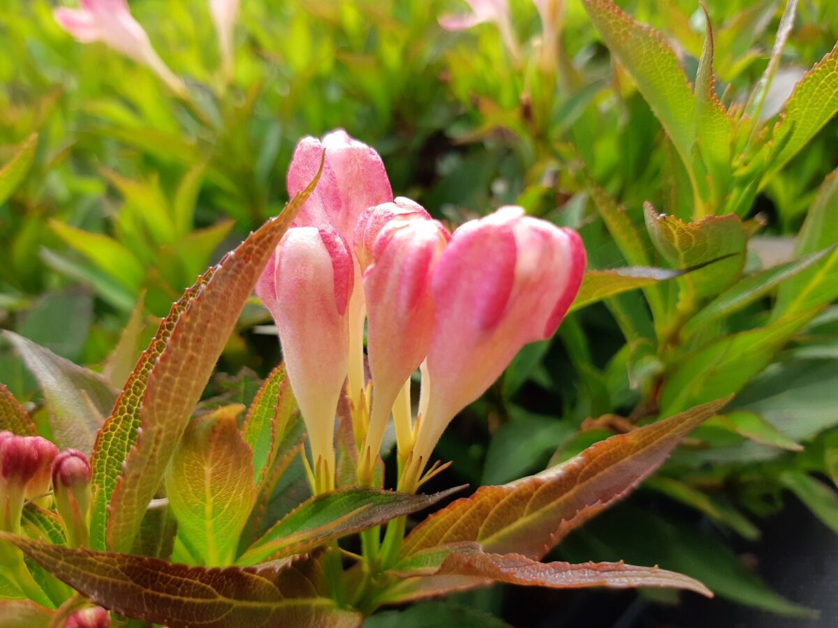 Weigela Slingpink