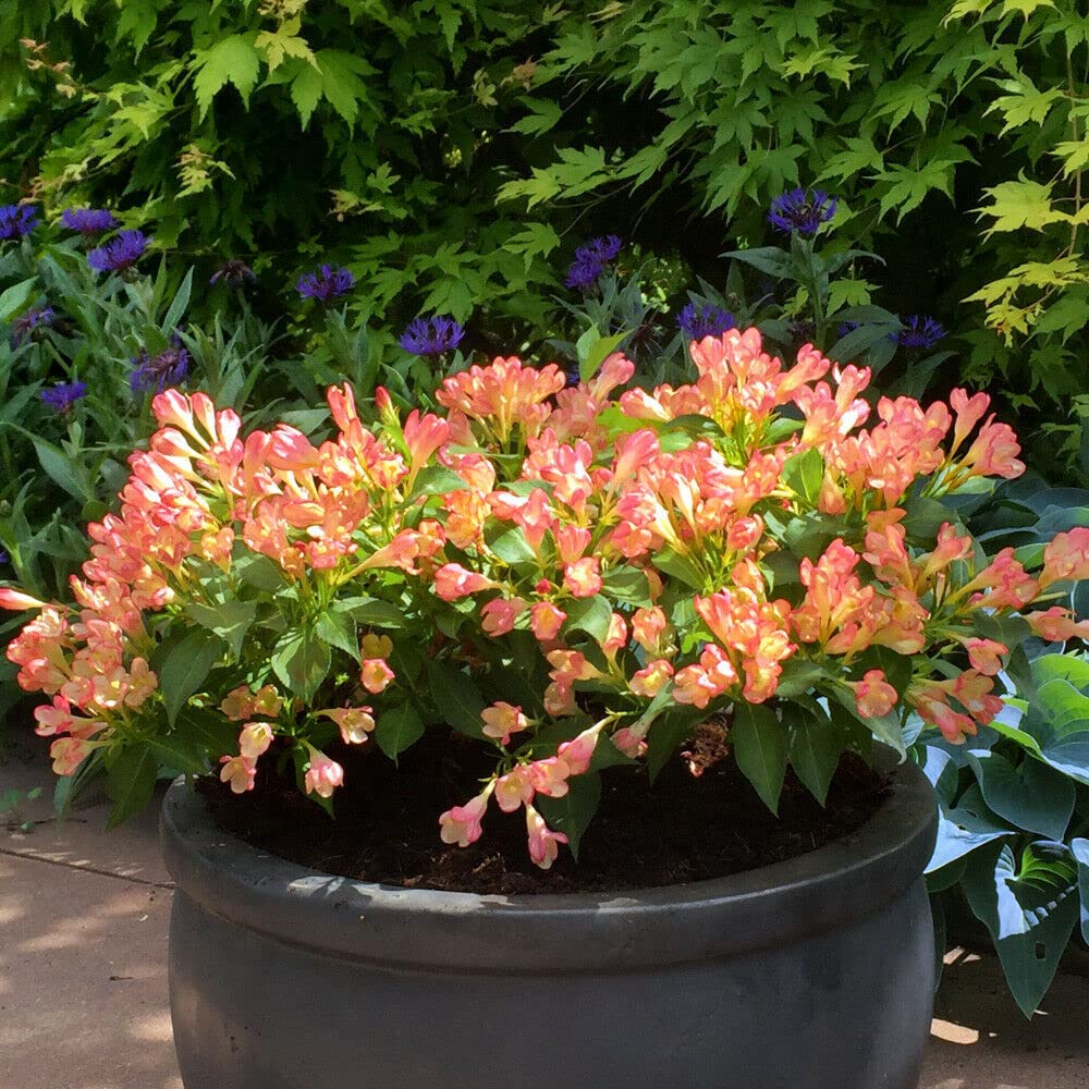 weigela-slingpink Weigela Slingpink