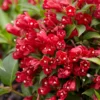 weigela-summer-red-01 Weigela Summer Red