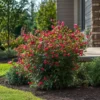 weigela-summer-red Weigela Summer Red