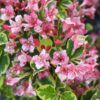 Weigela Variegata