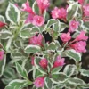 Weigela Verweig