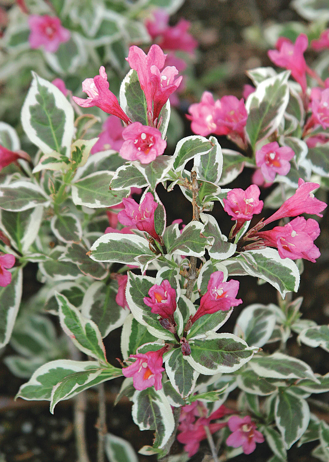 Weigela Verweig