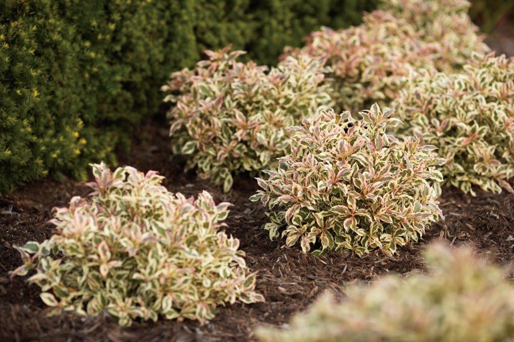 weigela-verweig Weigela Verweig