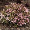 weigela-vintage-love Weigela Vintage Love