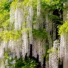 Wisteria Alba