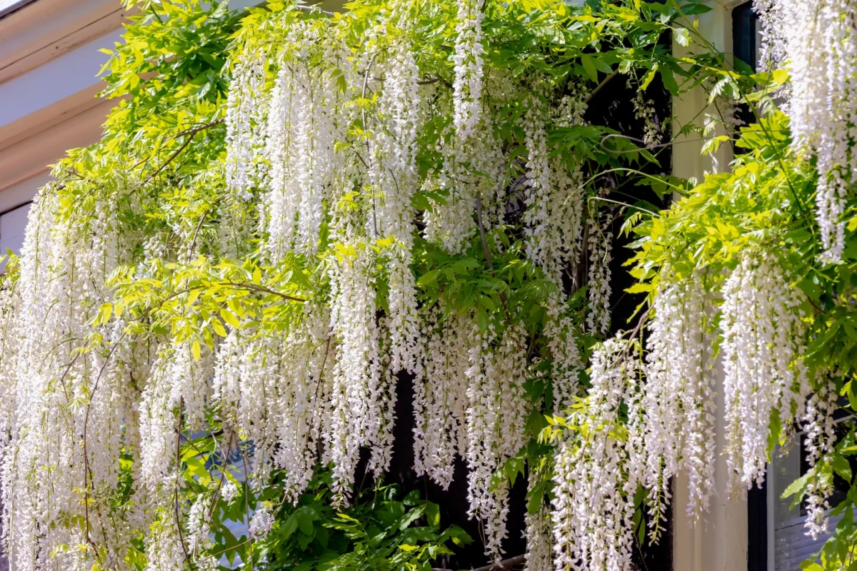 Wisteria Alba