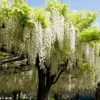 Wisteria Alba