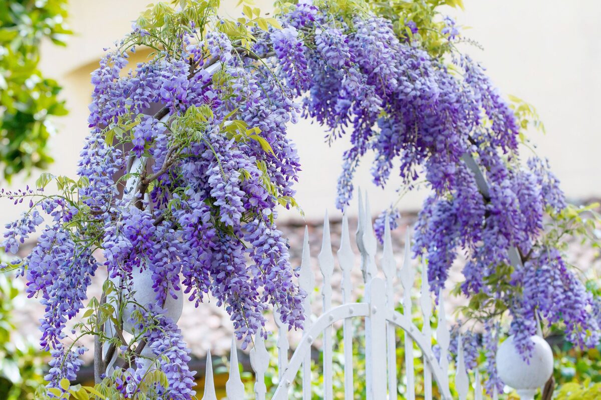 wisteria-double-amethyst-01 Wisteria Double Amethyst