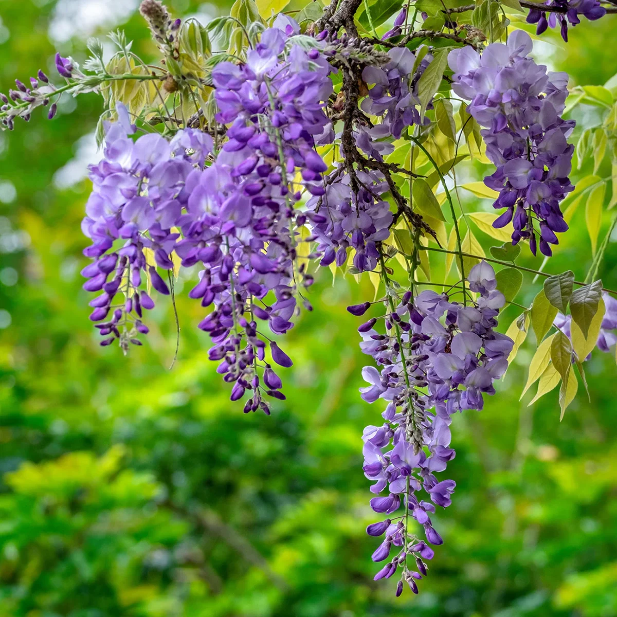 wisteria-double-amethyst Wisteria Double Amethyst
