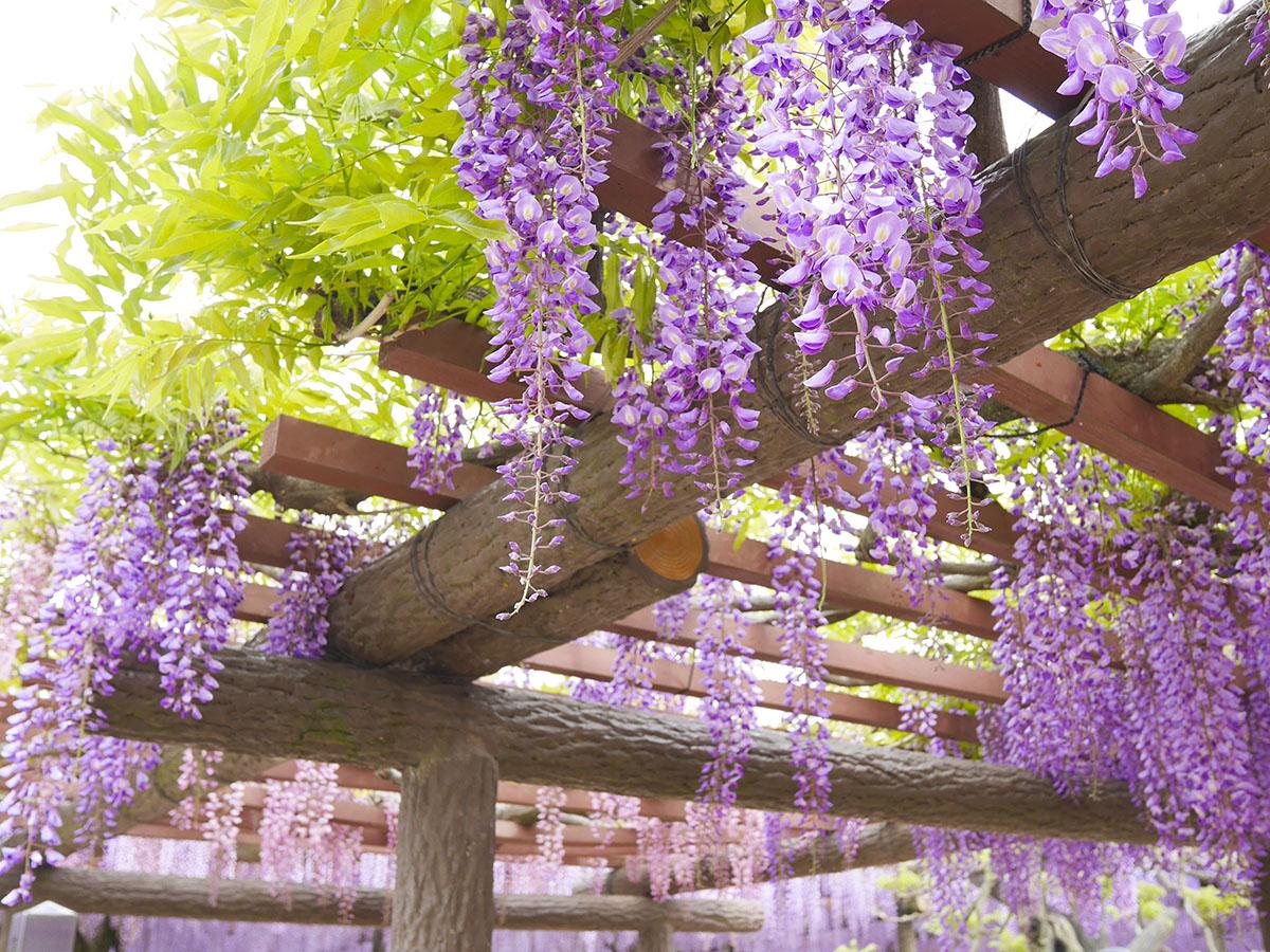 wisteria-ikoyama-fuji Wisteria Iko Jama Fuji