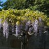 Wisteria Umbrella