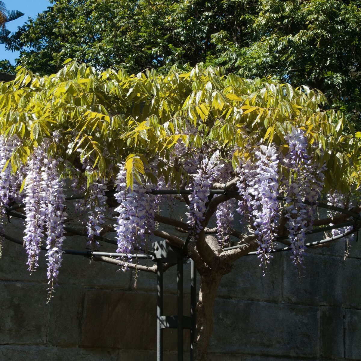 wisteria-umbrella Wisteria Umbrella