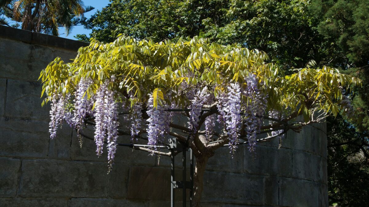 Wisteria Umbrella