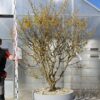 Hamamelis