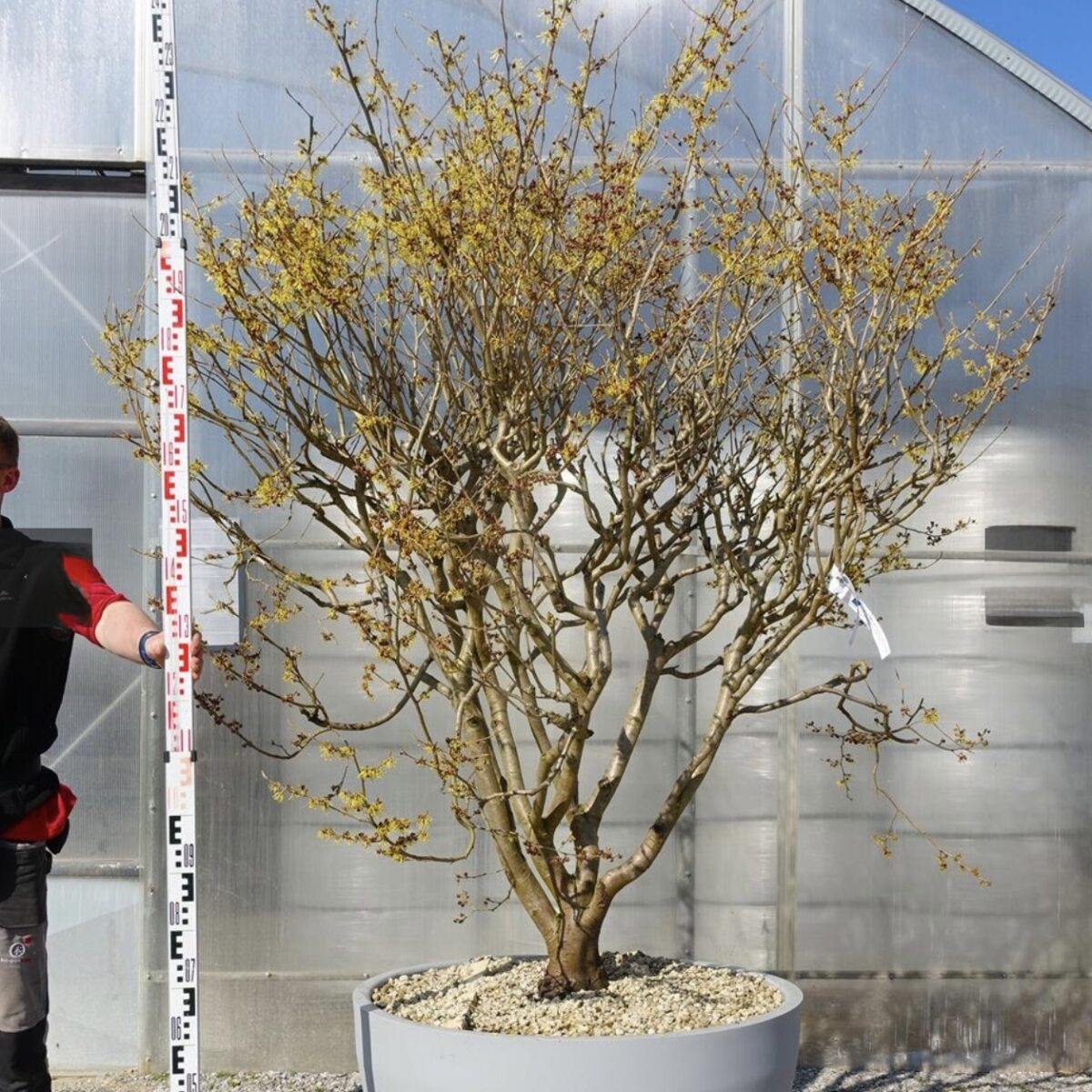 Hamamelis