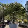 Parrotia Persica