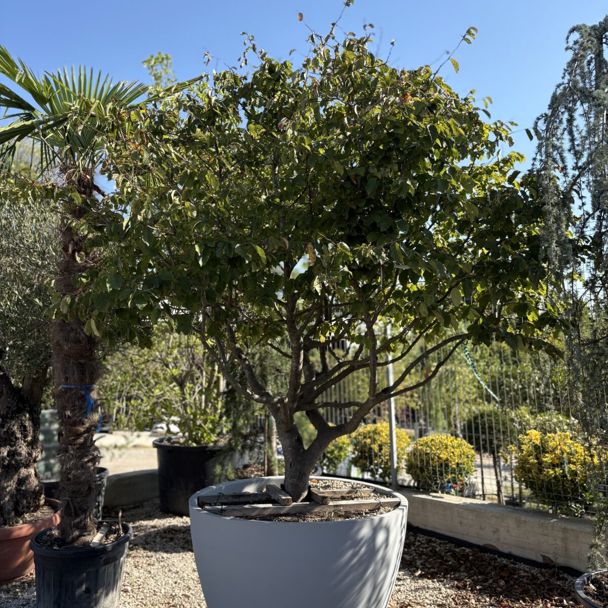 Parrotia Persica