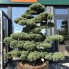 Pinus Pentaphyla Bonsai