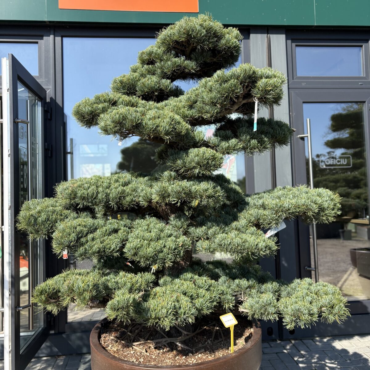 Pinus Pentaphyla Bonsai
