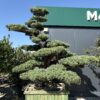 Pinus Pentaphyla Bonsai