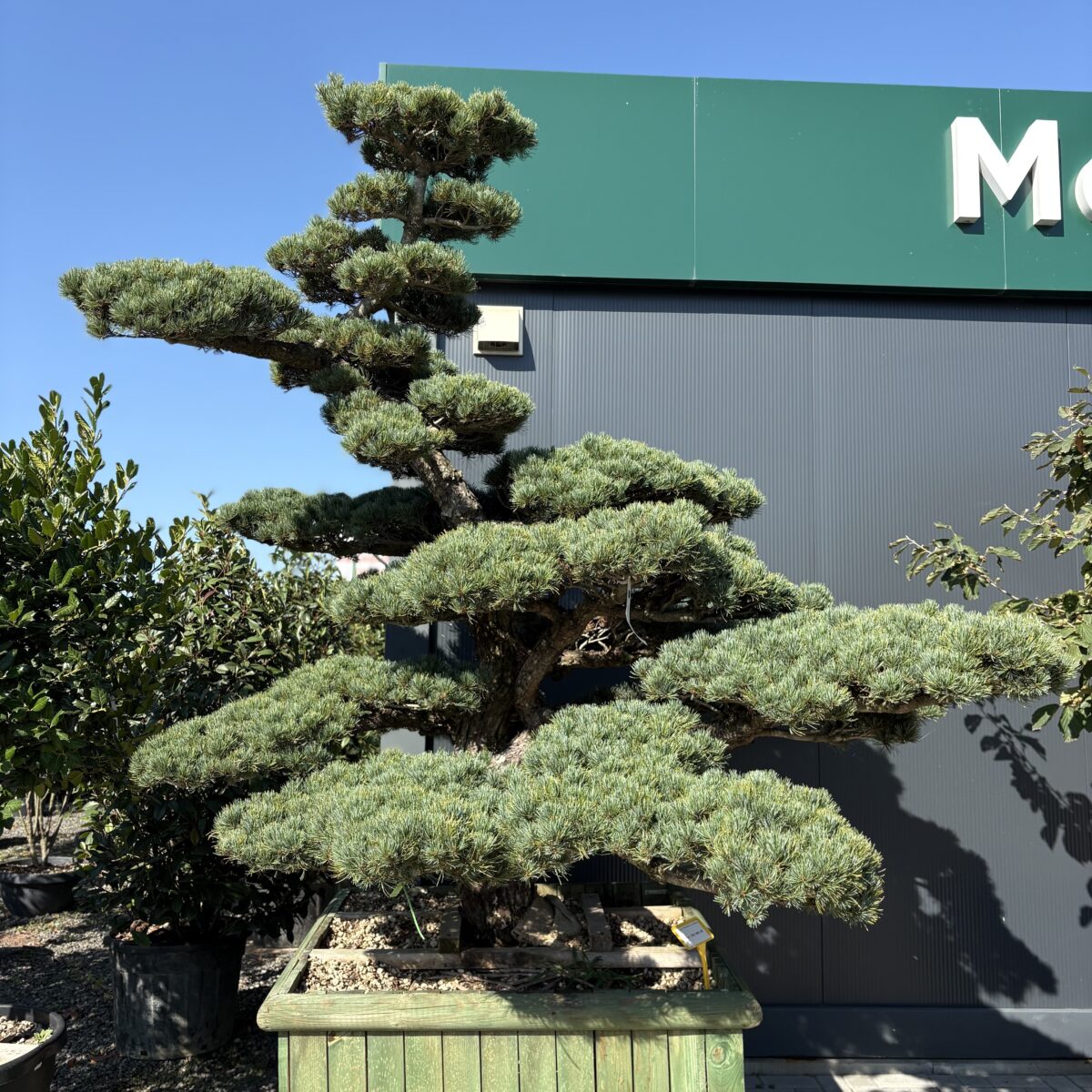 Pinus Pentaphyla Bonsai