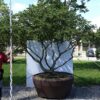 Ulmus Jacqueline Hillier