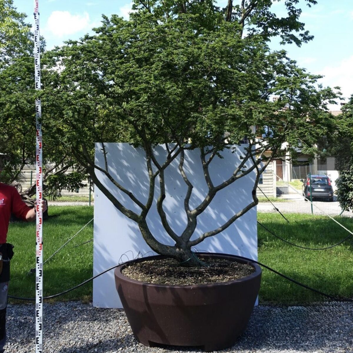 Ulmus Jacqueline Hillier