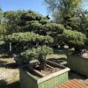 Pinus Pentaphyla Bonsai
